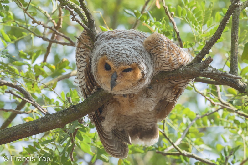 Spotted_Wood_Owl-150301-102EOS7D-FY7D0037-W.jpg