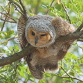 Spotted_Wood_Owl-150301-102EOS7D-FY7D0037-W.jpg