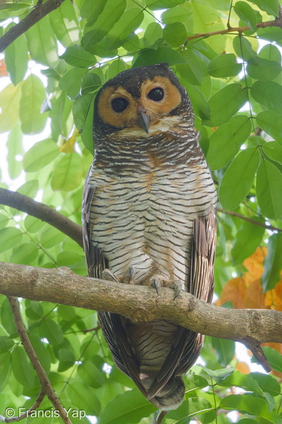 Spotted_Wood_Owl-190805-119ND500-FYP_0753-W.jpg