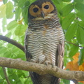 Spotted_Wood_Owl-190805-119ND500-FYP_0753-W.jpg
