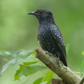 Square-tailed_Drongo-Cuckoo-131006-110EOS1D-FY1X5129-W.jpg