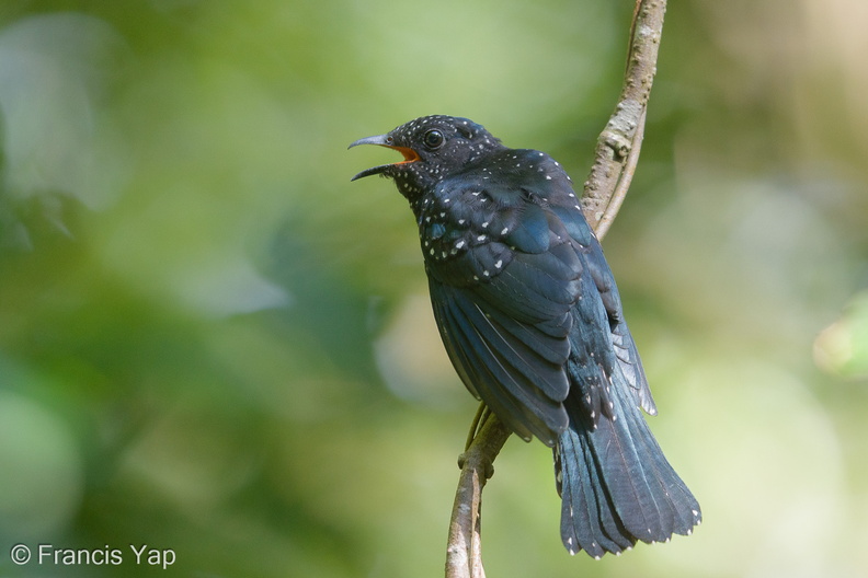 Square-tailed_Drongo-Cuckoo-180630-110ND500-FYP_1665-W.jpg