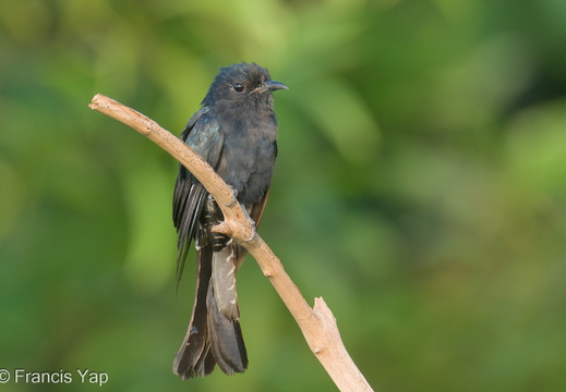 Square-tailed Drongo-Cuckoo - display this album Square-tailed Drongo-Cuckoo
