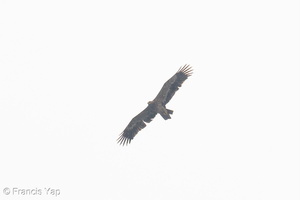 Steppe Eagle-251102-130FRYAP-FYA01095-W.jpg