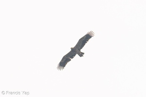 Steppe Eagle-251102-130FRYAP-FYA01132-W.jpg