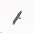 Steppe_Eagle-251102-130FRYAP-FYA01145-W.jpg