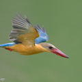 Stork-billed_Kingfisher-240312-219MSDCF-FYP00660-W.jpg