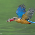 Stork-billed_Kingfisher-240321-220MSDCF-FYP01135-W.jpg