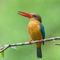 Stork-billed_Kingfisher-250120-255MSDCF-FYP00640-W.jpg
