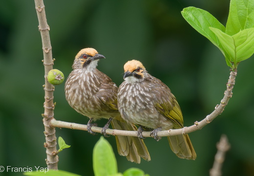 Straw-headed Bulbul - display this album Straw-headed Bulbul