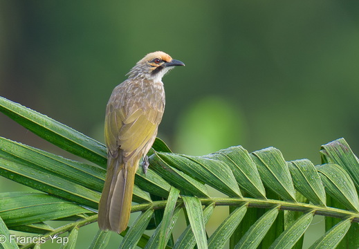 Straw-headed Bulbul
