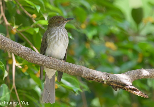 Streaked Bulbul - display this album Streaked Bulbul