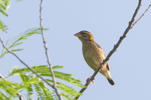 Streaked Weaver-140624-117EOS1D-FY1X3592-W.jpg