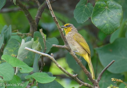 Stripe-throated Bulbul - display this album Stripe-throated Bulbul