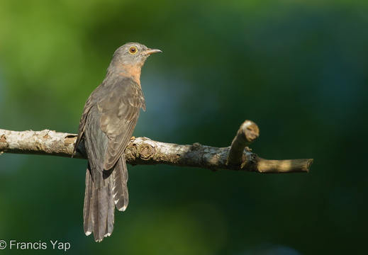 Sunda Brush Cuckoo - display this album Sunda Brush Cuckoo