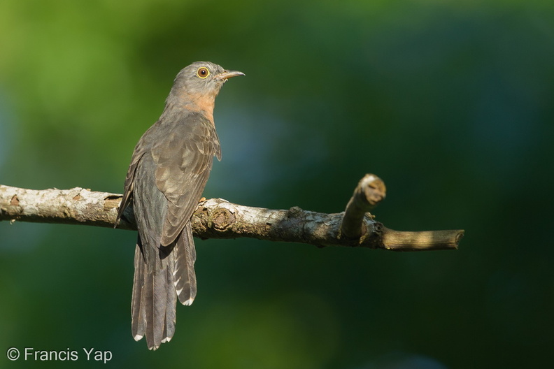 Sunda_Brush_Cuckoo-130920-110EOS1D-FY1X2081-W.jpg