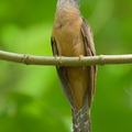 Sunda_Brush_Cuckoo-260428-186FRYAP-FYA03937-W.jpg