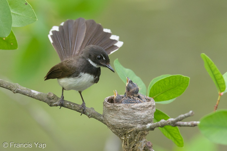 Sunda_Pied_Fantail-140613-117EOS1D-FY1X0998-W.jpg