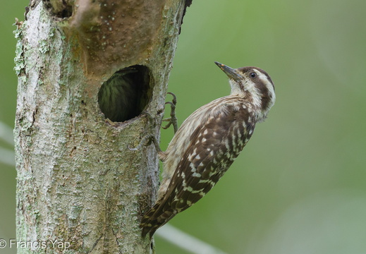 Sunda Pygmy Woodpecker - display this album Sunda Pygmy Woodpecker