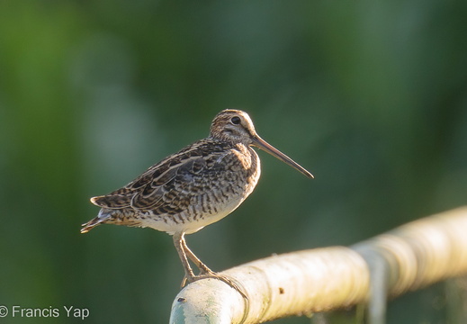 Swinhoe's Snipe - display this album Swinhoe's Snipe