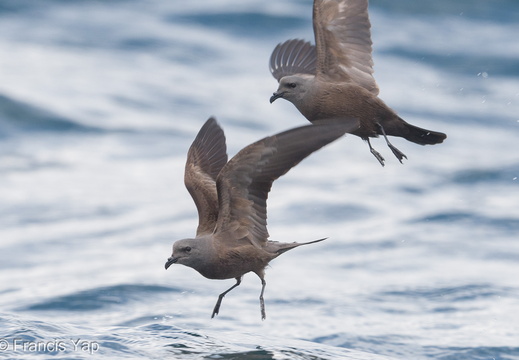 Swinhoe's Storm Petrel - display this album Swinhoe's Storm Petrel