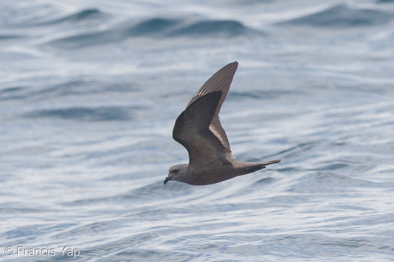 Swinhoes_Storm_Petrel-180512-109ND500-FYP_7547-W.jpg