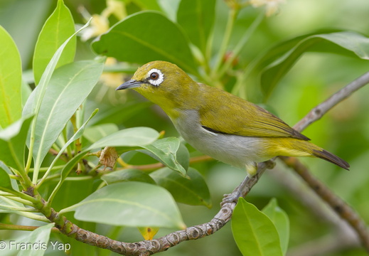 Swinhoe's White-eye - display this album Swinhoe's White-eye