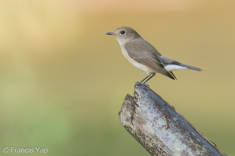 Taiga_Flycatcher-191202-106MSDCF-FYP07703-W.jpg