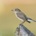 Taiga_Flycatcher-191202-106MSDCF-FYP07710-W.jpg