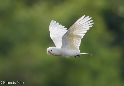 Tanimbar Corella - display this album Tanimbar Corella