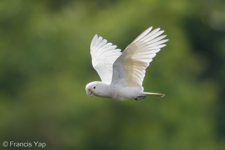 Tanimbar_Corella-171126-105ND500-FYP_9904-W.jpg