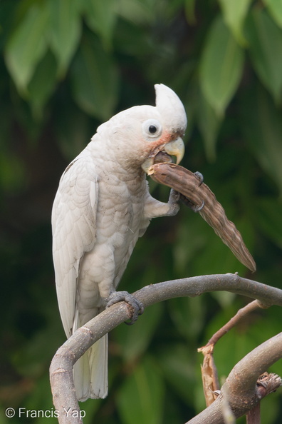 Tanimbar_Corella-190912-120ND500-FYP_1601-W.jpg
