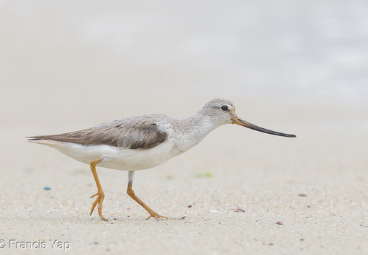 Terek Sandpiper - display this album Terek Sandpiper