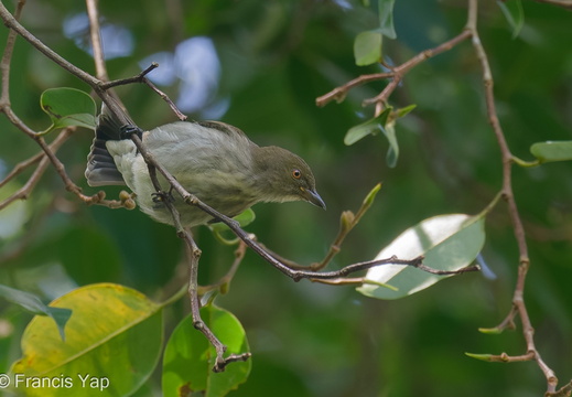 Thick-billed Flowerpecker - display this album Thick-billed Flowerpecker