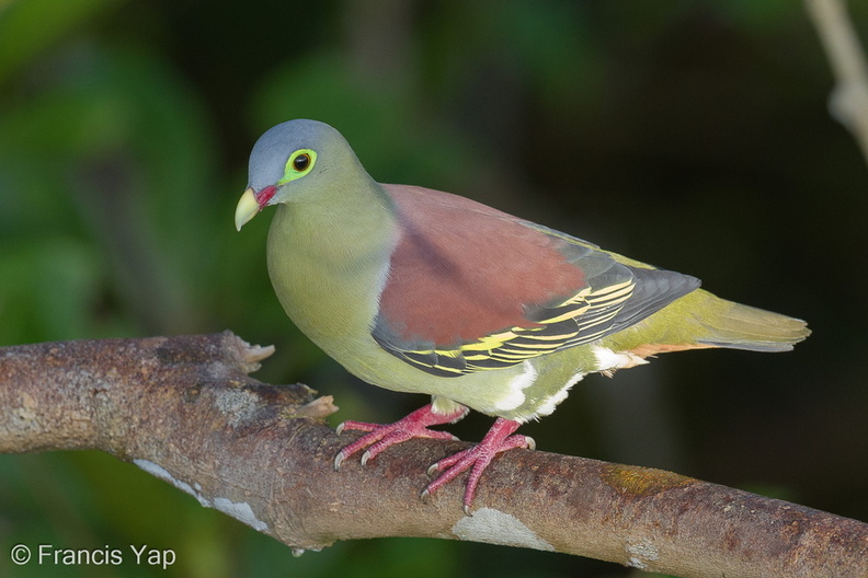 Thick-billed_Green_Pigeon-130317-105EOS1D-FY1X8607-W.jpg