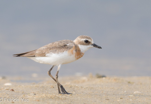 Tibetan Sand Plover - display this album Tibetan Sand Plover