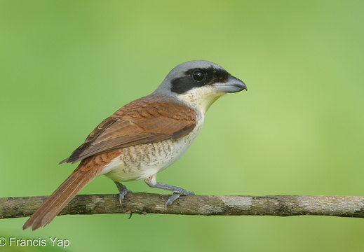 Tiger Shrike - display this album Tiger Shrike