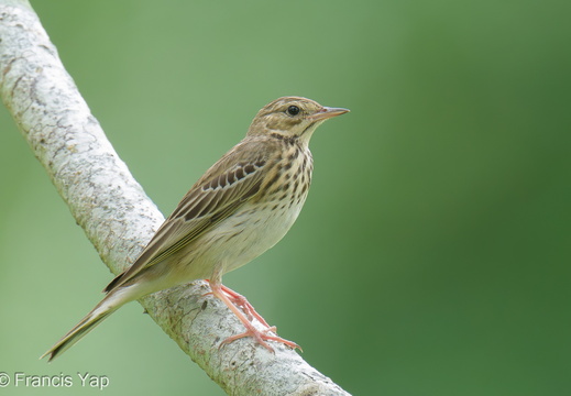 Tree Pipit - display this album Tree Pipit