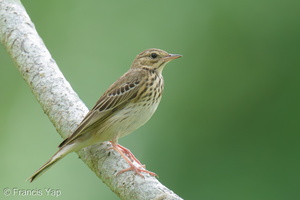 Tree Pipit-211030-126MSDCF-FRY01203-W.jpg