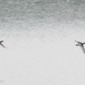 Tufted_Duck-231209-211MSDCF-FYP07637-W.jpg