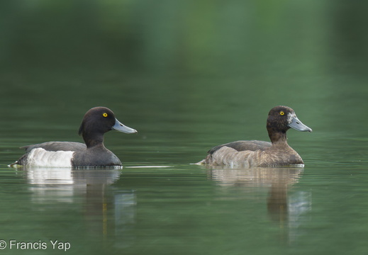Tufted Duck - display this album Tufted Duck