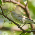 Two-barred_Warbler-240506-227MSDCF-FYP06395-W.jpg