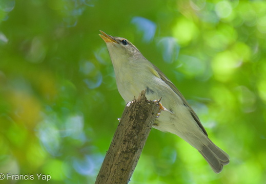 Two-barred Warbler - display this album Two-barred Warbler