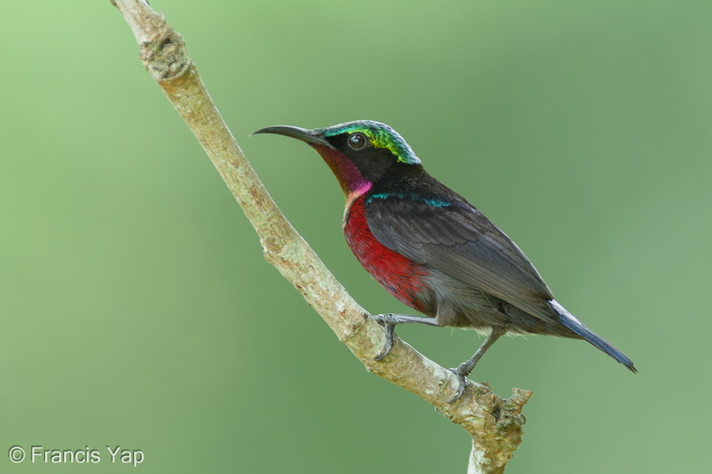 Van_Hasselts_Sunbird-110123-105EOS7D-IMG_9967-W.jpg