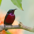 Van_Hasselts_Sunbird-110123-106EOS7D-IMG_0085-W.jpg