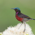 Van_Hasselts_Sunbird-180401-108ND500-FYP_9095-W.jpg