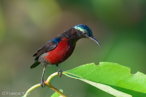 Van Hasselt's Sunbird-251205-141FRYAP-FYA01554-W.jpg