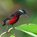 Van_Hasselts_Sunbird-251205-141FRYAP-FYA01554-W.jpg