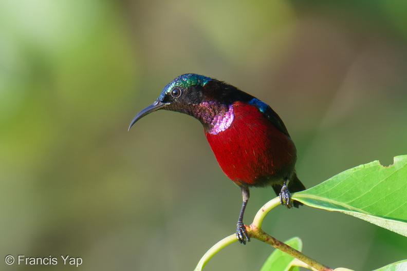 Van_Hasselts_Sunbird-251205-141FRYAP-FYA01671-W.jpg