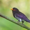 Violet_Cuckoo-150104-119EOS1D-FY1X8329-W.jpg